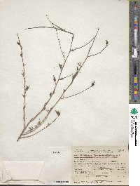 Cordylanthus pilosus image