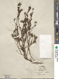 Cordylanthus tenuis image