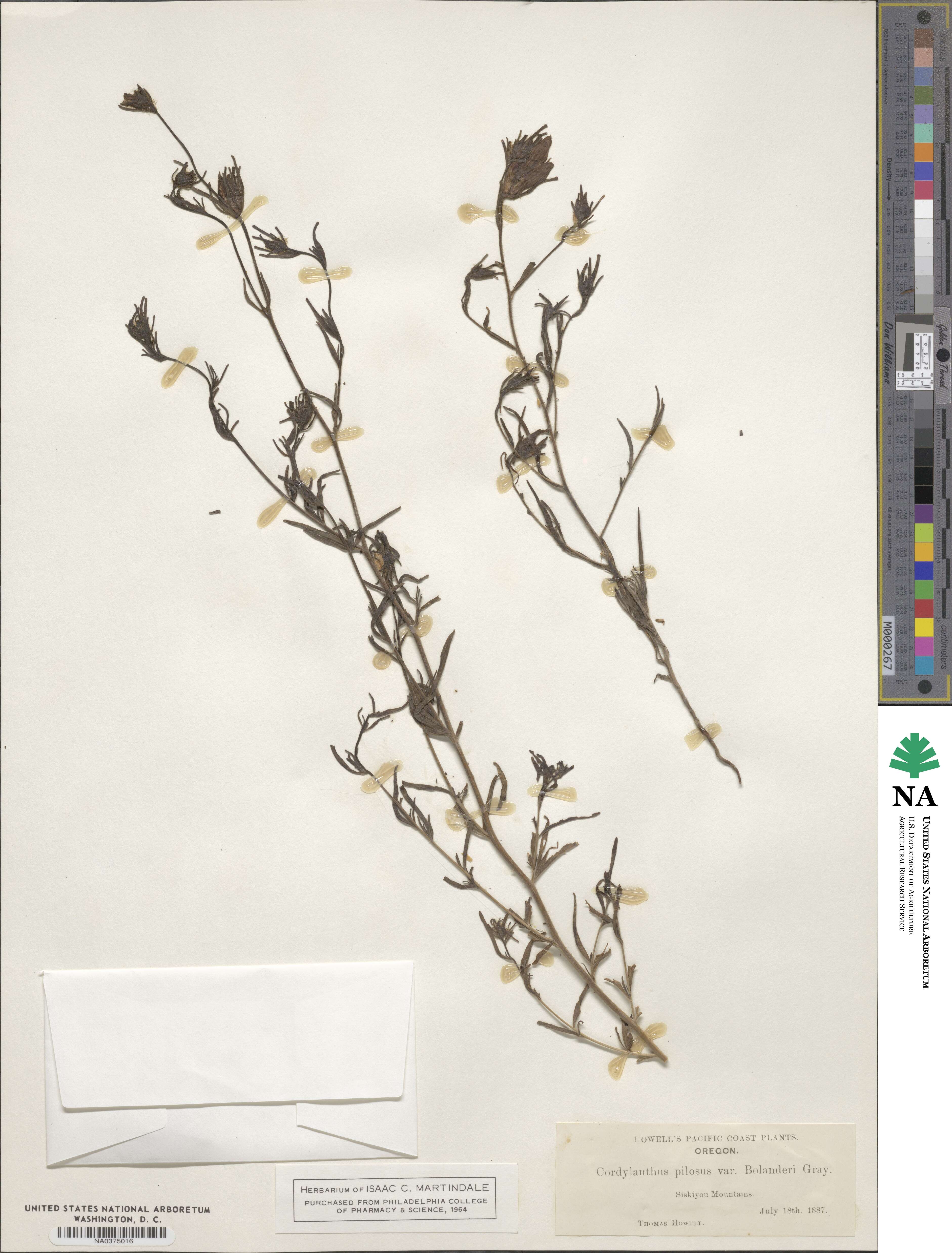 Cordylanthus tenuis subsp. tenuis image