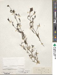 Cordylanthus tenuis image
