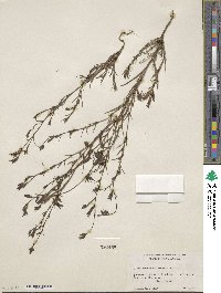 Cordylanthus tenuis image
