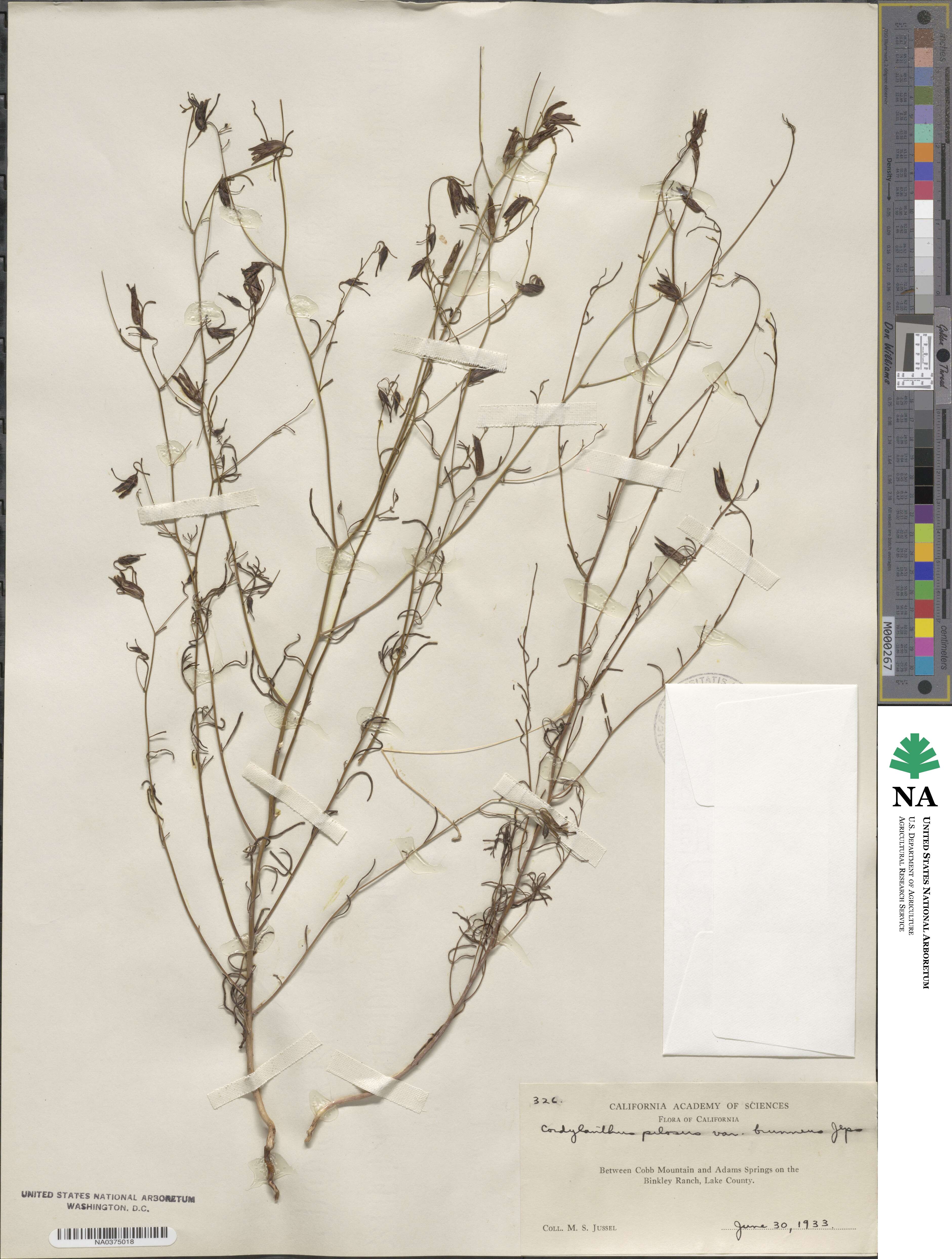 Cordylanthus tenuis subsp. brunneus image