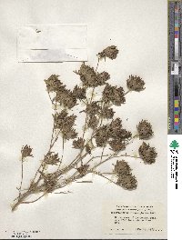 Cordylanthus rigidus subsp. rigidus image