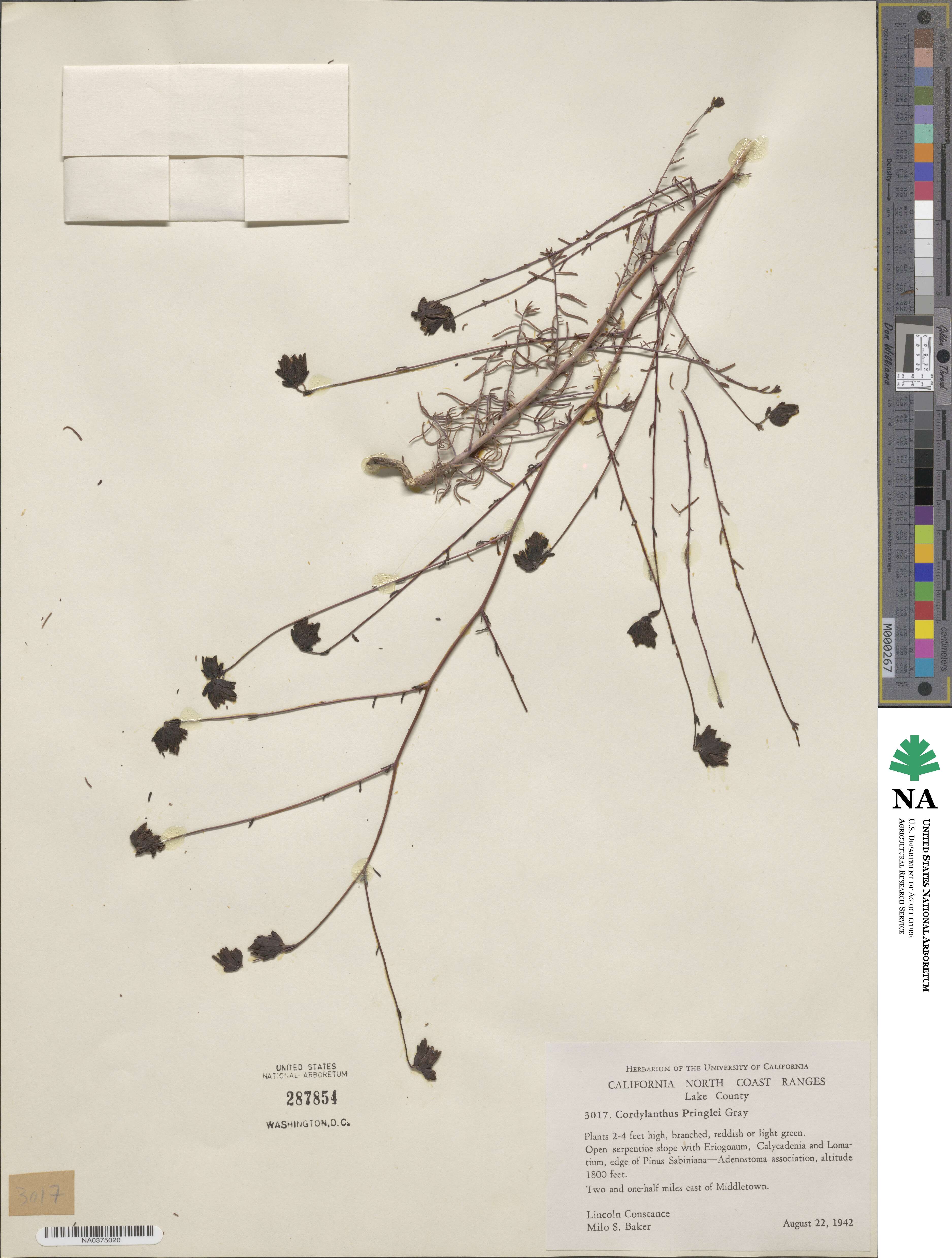 Cordylanthus pringlei image