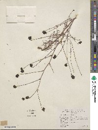 Image of Cordylanthus pringlei