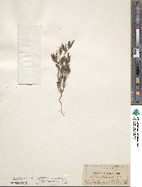 Image of Cordylanthus ramosus