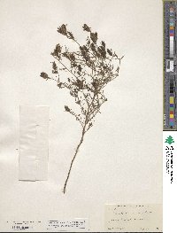 Cordylanthus ramosus image