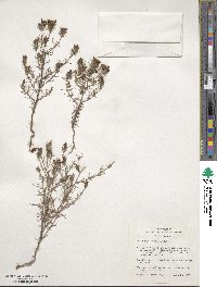 Cordylanthus ramosus image