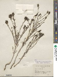 Cordylanthus ramosus image