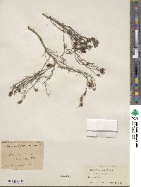 Cordylanthus ramosus image