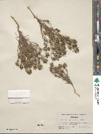 Cordylanthus ramosus image