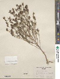 Cordylanthus ramosus image