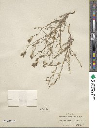 Cordylanthus ramosus image
