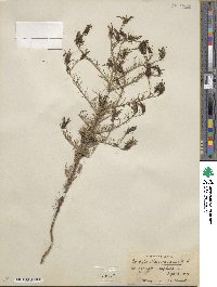 Cordylanthus ramosus image