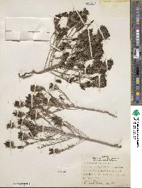 Cordylanthus ramosus image