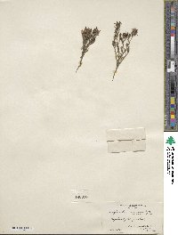 Cordylanthus ramosus image