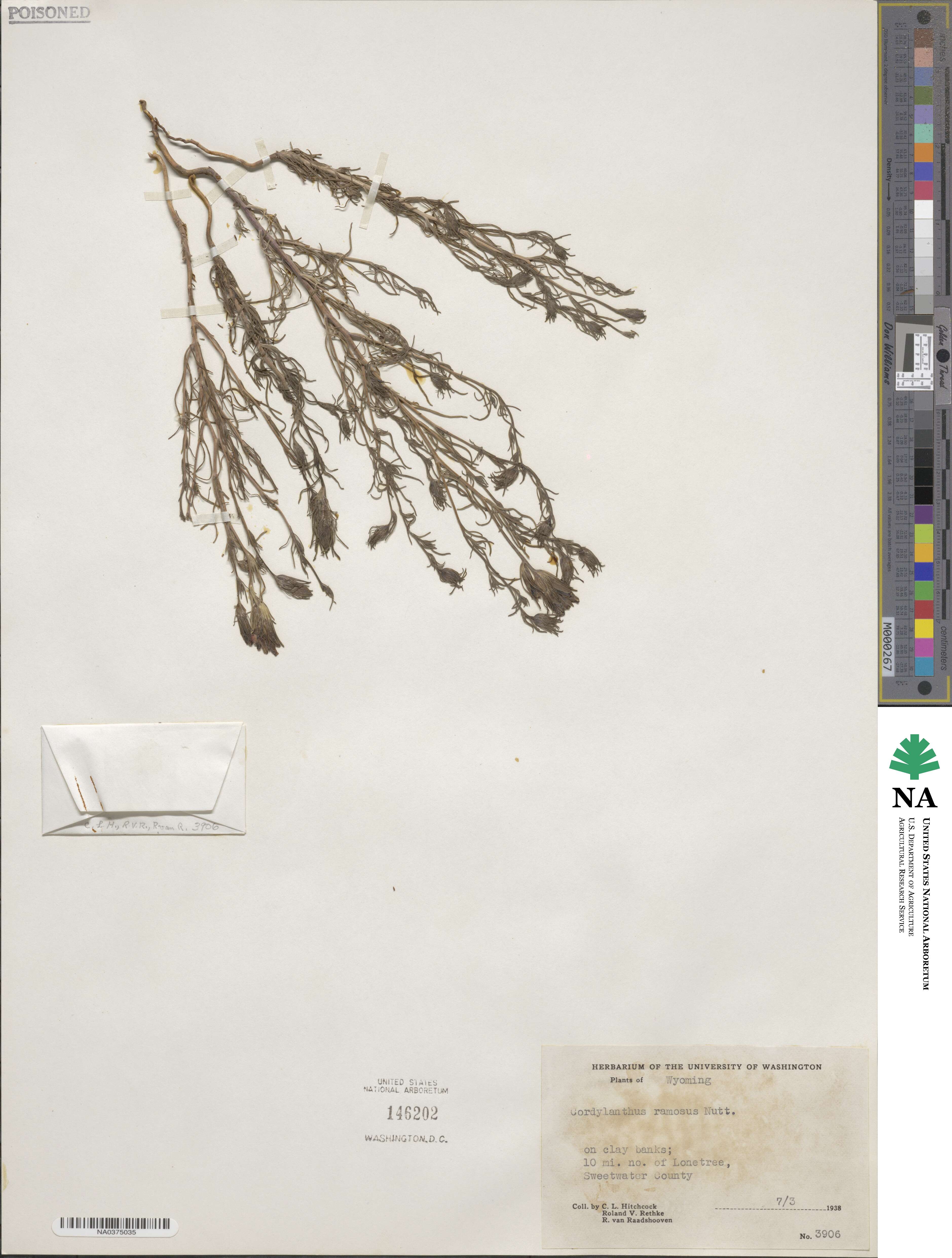 Cordylanthus ramosus image