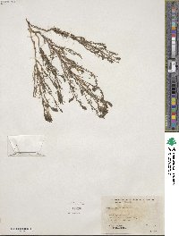 Cordylanthus ramosus image