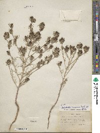 Cordylanthus ramosus image