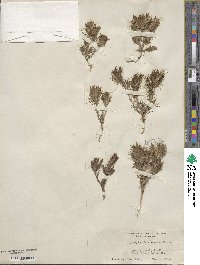Cordylanthus ramosus image