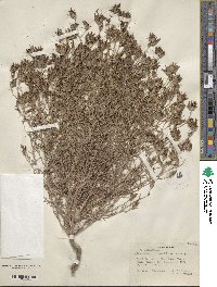 Cordylanthus ramosus image