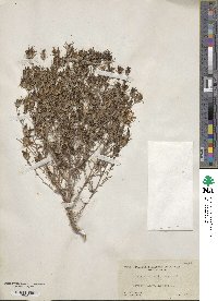 Cordylanthus ramosus image