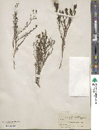 Cordylanthus ramosus image