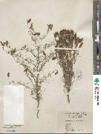 Cordylanthus ramosus image