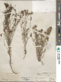 Cordylanthus ramosus image