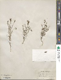 Cordylanthus ramosus image