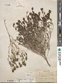 Cordylanthus ramosus image