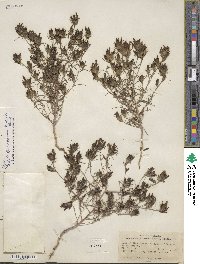 Cordylanthus ramosus image