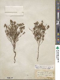 Cordylanthus ramosus image