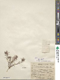 Cordylanthus ramosus image