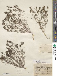 Cordylanthus ramosus image
