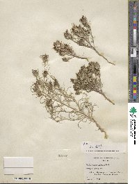 Cordylanthus ramosus image