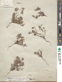 Cordylanthus ramosus image