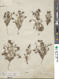 Cordylanthus ramosus image