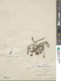 Cordylanthus ramosus image