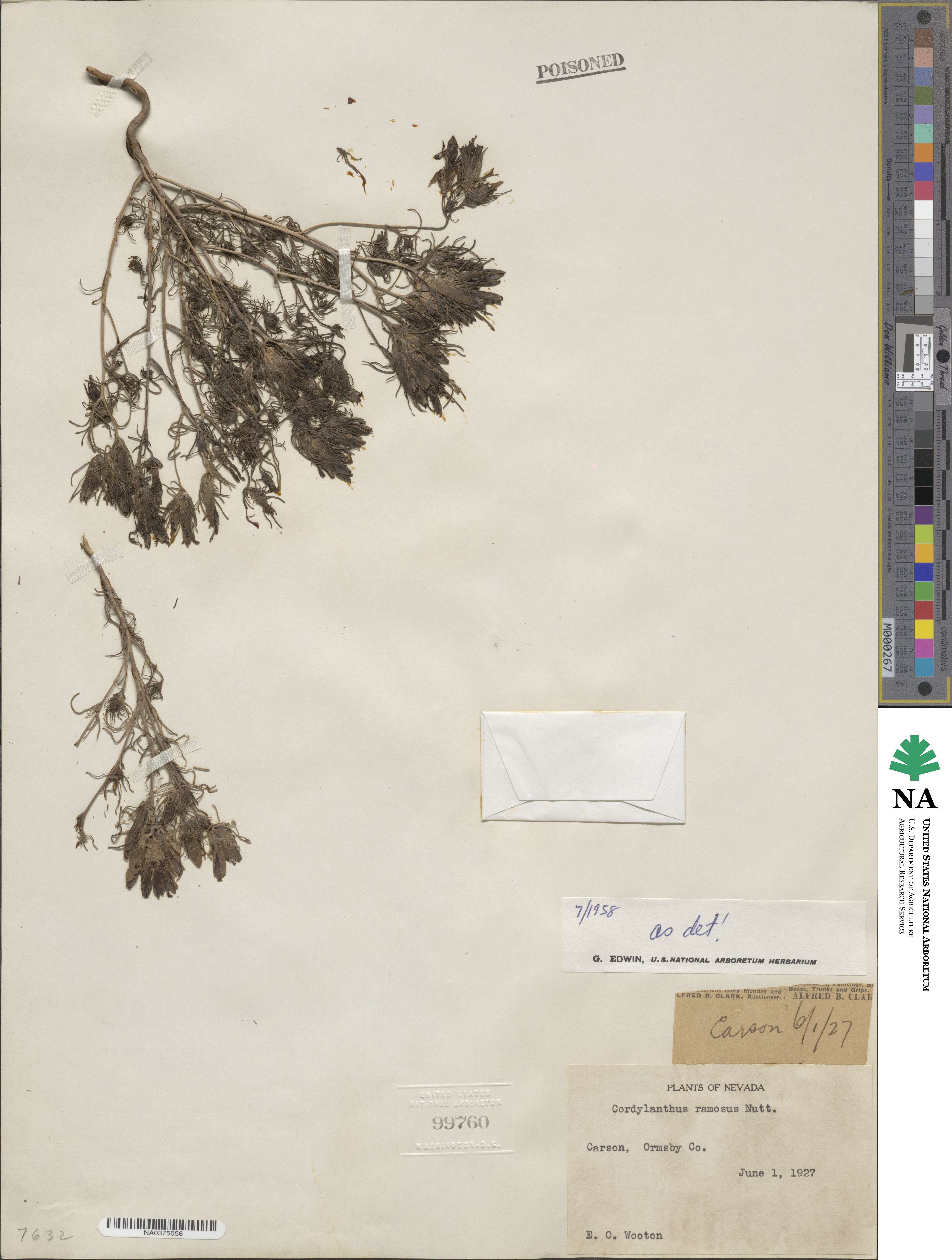Cordylanthus ramosus image