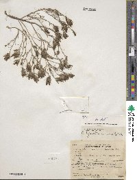 Cordylanthus ramosus image