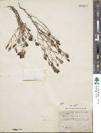 Cordylanthus ramosus image