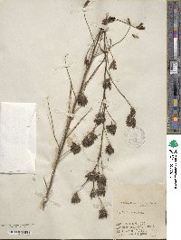 Image of Cordylanthus rigidus