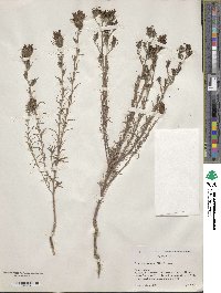 Image of Cordylanthus tenuis