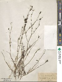 Cordylanthus tenuis image