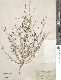 Cordylanthus tenuis image