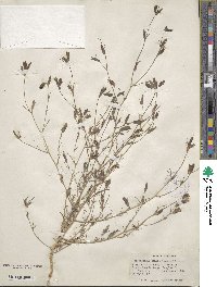 Cordylanthus tenuis image
