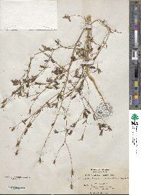 Cordylanthus tenuis image