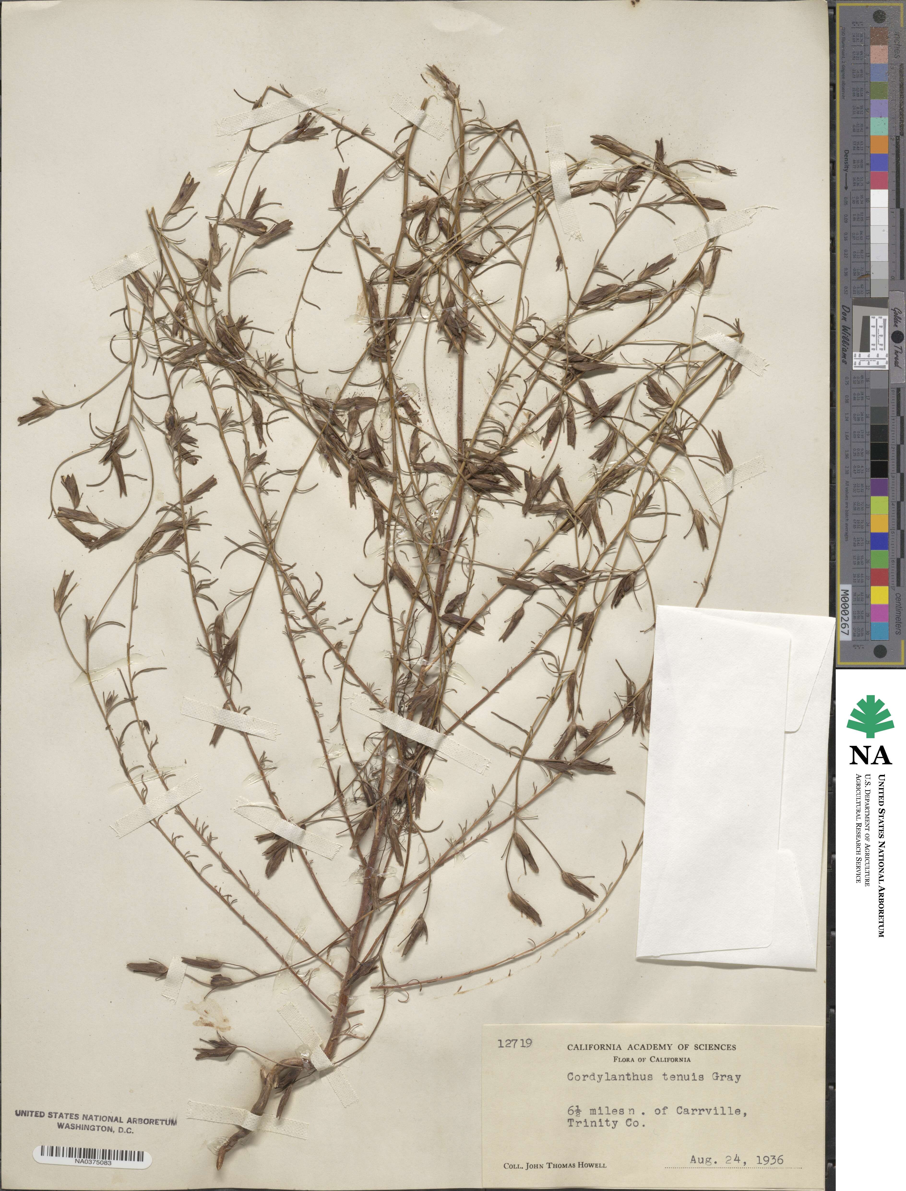 Cordylanthus tenuis image
