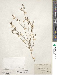 Cordylanthus tenuis image